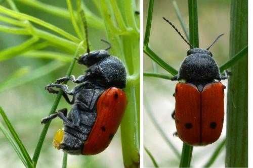 Cryptocephalus sexmaculatus