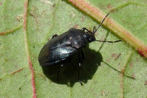 Réf. 144 381 : Zicrona caerulea