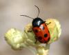 144005 – Photo : Vincent Derreumaux – France (84)