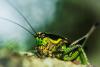 144543 – Photo : Gilles BIZET – France (84)