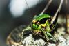 144544 – Photo : Gilles BIZET – France (84)