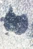 Morimus asper funereus