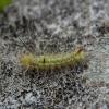Calliteara pudibunda