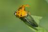 Harmonia axyridis