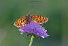 144826 – Photo : Denis Girard – France (26)