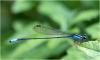 Acanthagrion gracile
