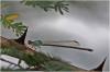 Acanthagrion gracile