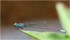 Acanthagrion gracile