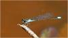 Acanthagrion lancea