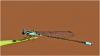 Acanthagrion lancea