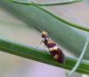144733 – Photo : Liliane Delattre – France (30)