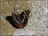 144676 – Photo : Jean-Yves Malmasson – France (78)