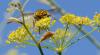 144530 – Photo : Liliane Delattre – France (30)