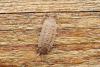 144546 – Photo : Nicolas Alric – France (12)