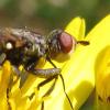 144203 – Photo : Tjitske Lubach – France (36)