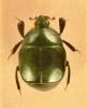 Saprinus virescens