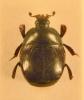 Saprinus lautus