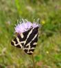144724 – Photo : Arnaud Jean-Pierre – France (09)