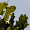 144956 – Photo : Thierry Wattez – France (79)