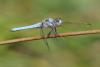 144320 – Photo : Bertrand Piney – France (44)