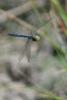 144949 – Photo : Thierry Wattez – France (79)