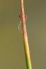 144711 – Photo : Bertrand Piney – France (44)