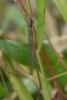 144845 – Photo : Bertrand Piney – France (44)