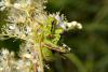 144797 – Photo : Andgelo Mombert – France (25)
