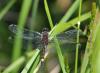 144533 – Photo : Thierry Wattez – France (86)