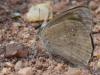 144024 – Photo : Christian Widmann – Brésil