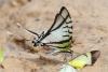 144888 – Photo : Gerard VIGO – Venezuela