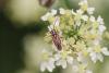 144430 – Photo : Mickaël Villemagne – France (42)