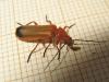 Rhagonycha fulva