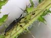 Agapanthia villosoviridescens