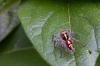 144749 – Photo : Olivier Gaubert – Guyane française