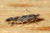 144700 – Photo : Christophe Quintin – France (21)