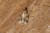144070 – Photo : Michel Ehrhardt – France (68)