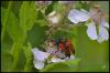 144234 – Photo : Josselyne Bayle – France (33)