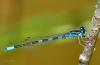 144704 – Photo : Noushka – France (31)