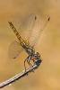 144045 – Photo : Cochet Alain – France (31)