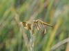 144760 – Photo : Michel YEROKINE – France (84)