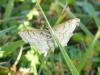 144087 – Photo : Louis Weitten – France (57)