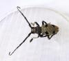 Morimus asper funereus