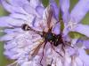 144726 – Photo : Brigitte Emmery – France (05)