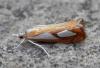 144335 – Photo : Dominique THAUVIN – France (45)