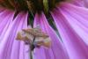 144841 – Photo : Jo Solari – France (68)