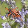 144350 – Photo : Annick Rambaud – France (26)