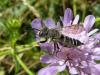144646 – Photo : Éric Maurice – France (88)