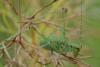 144903 – Photo : Liliane Delattre – France (30)