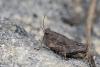 144450 – Photo : Marc Solari – France (68)